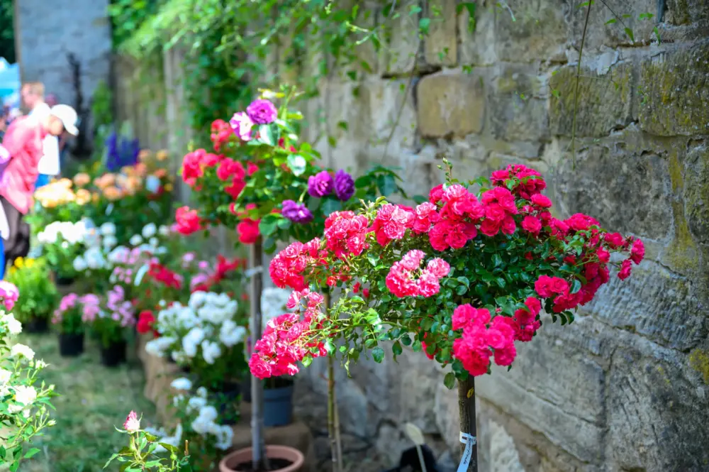 Königsberger Rosentage Foto