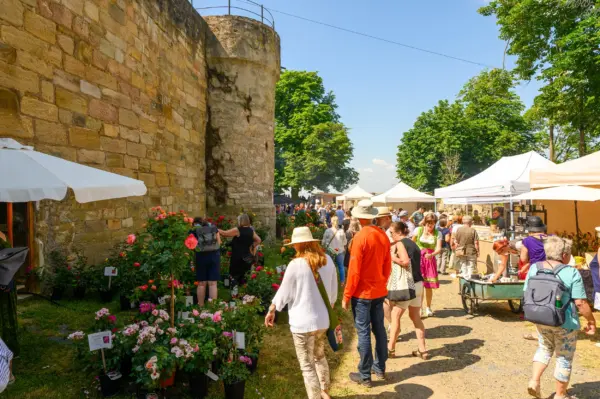 100 zusätzliche Freikarten für die Königsberger Rosentage am 20. – 21. Juni 2026 Foto