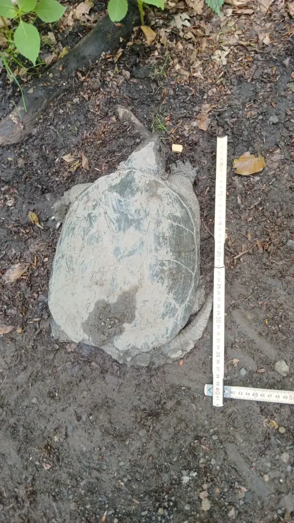 Nordamerikanische Schnappschildkröte bei Dörflis gefunden – Stadt Königsberg i. Bay. bittet um Hinweise Foto