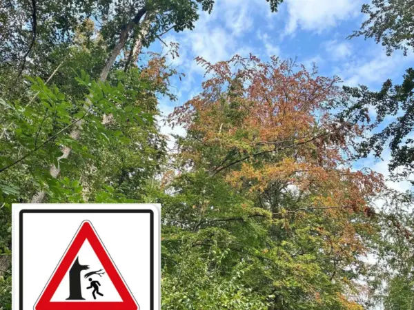🚨 ACHTUNG TROCKENHEIT: Gefahr im Wald 🚨